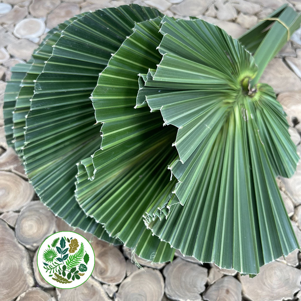 Palm &#39;Washingtonia&#39; (Cut) (Short) 50cm (x5)