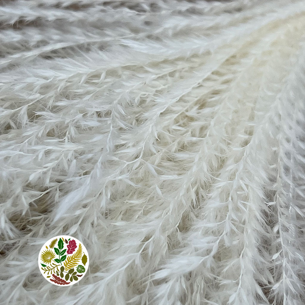 Grass 'Miscanthus' (Bleached) 'DRY' (Various Sizes)