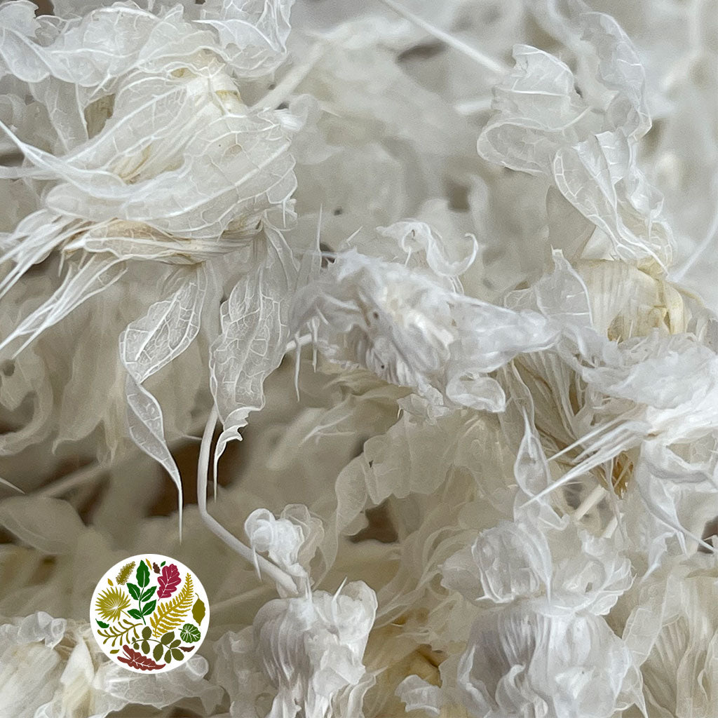 Bidens Carthamus 'Flower' (Bleached) (DRY)