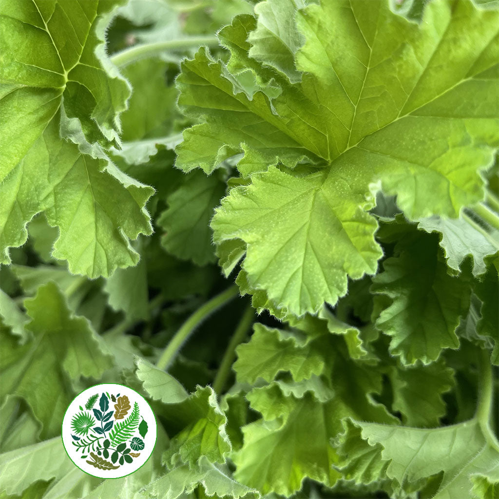 Geranium &#39;Scented&#39; E (x10)