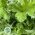 Geranium 'Scented' E (x10)