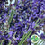 Lavender 'Hidicote' (200g)