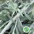 Artemisia (x10)