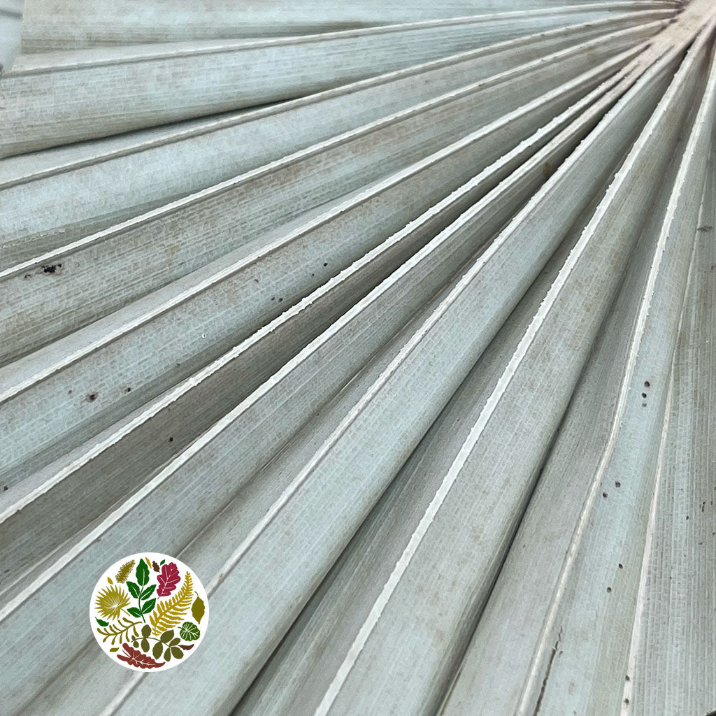 Palm 'Spear Palm' Natural (DRY) (Various Sizes)