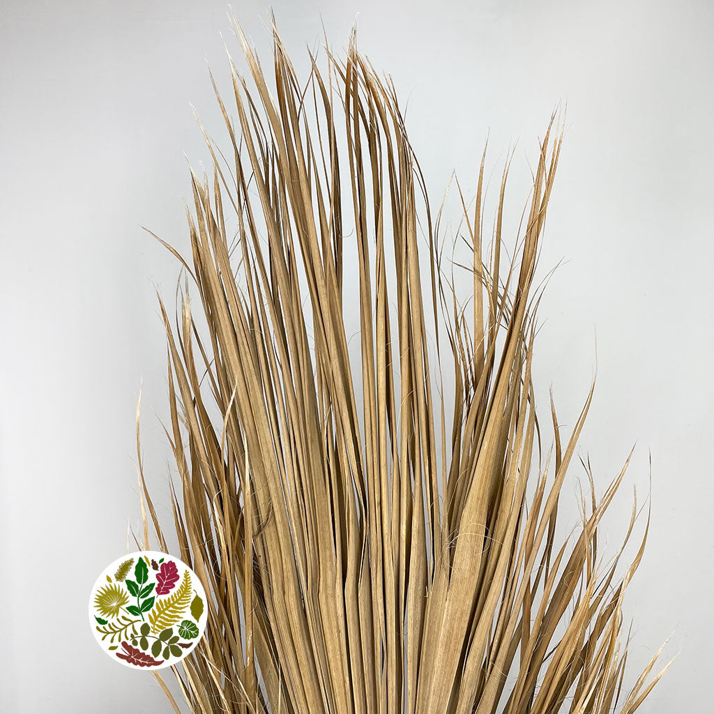 Washingtonia Robusta Palm Leaves DRY XL 2m+ per stem