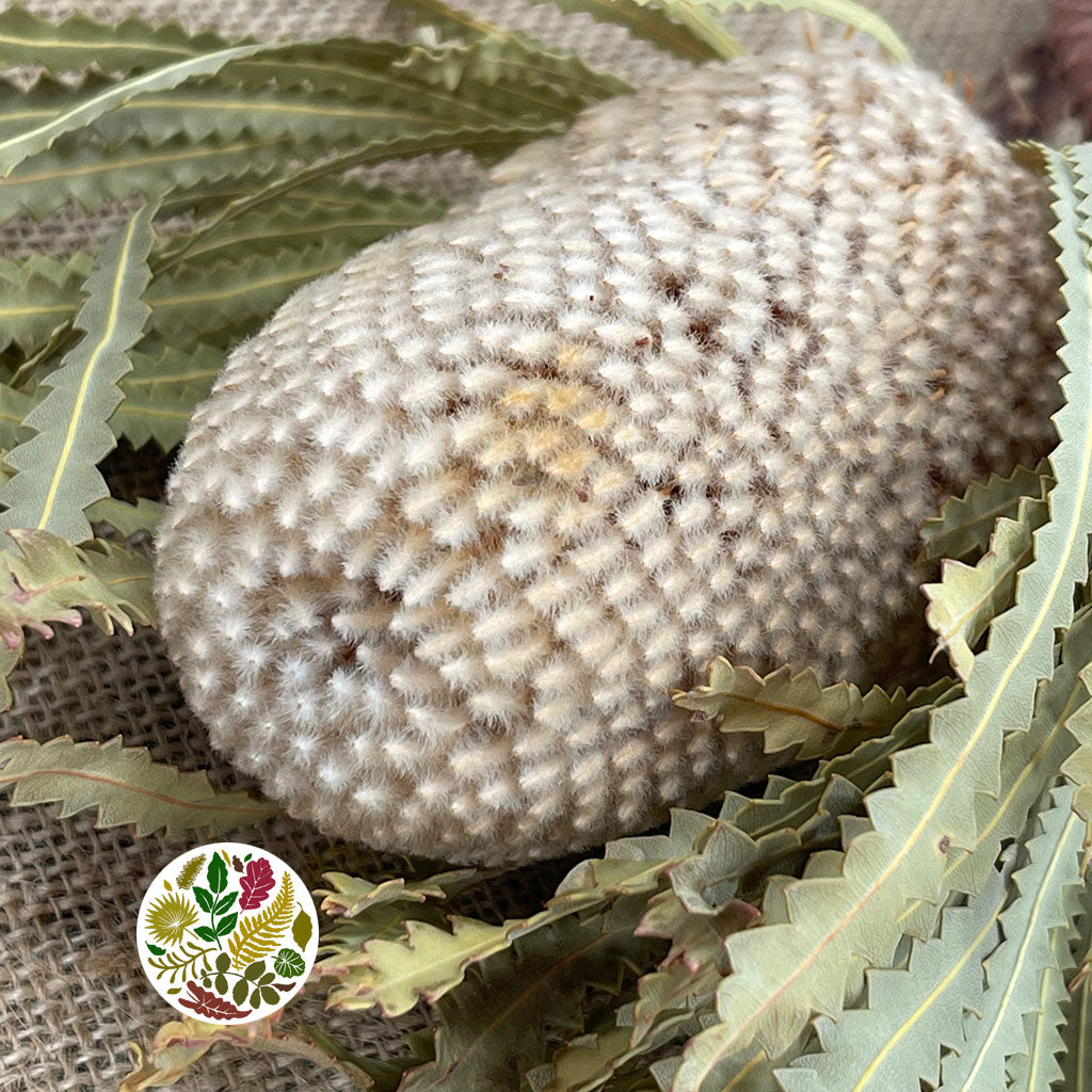 Protea &#39;Banksia&#39; (Hookerana) (DRY) (x2)