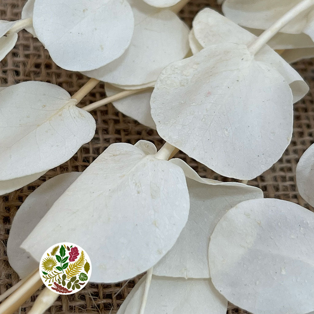 Eucalyptus &#39;Cineria&#39; (Bleached) (DRY)