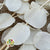 Eucalyptus 'Cineria' (Bleached) (DRY)
