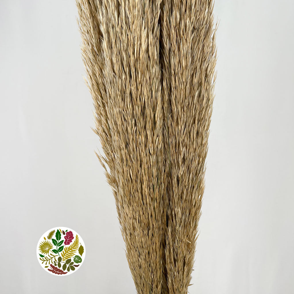 Pampas &quot;Reed Grass&quot; Natural DRY &quot;Premium Quality&quot; (x5)