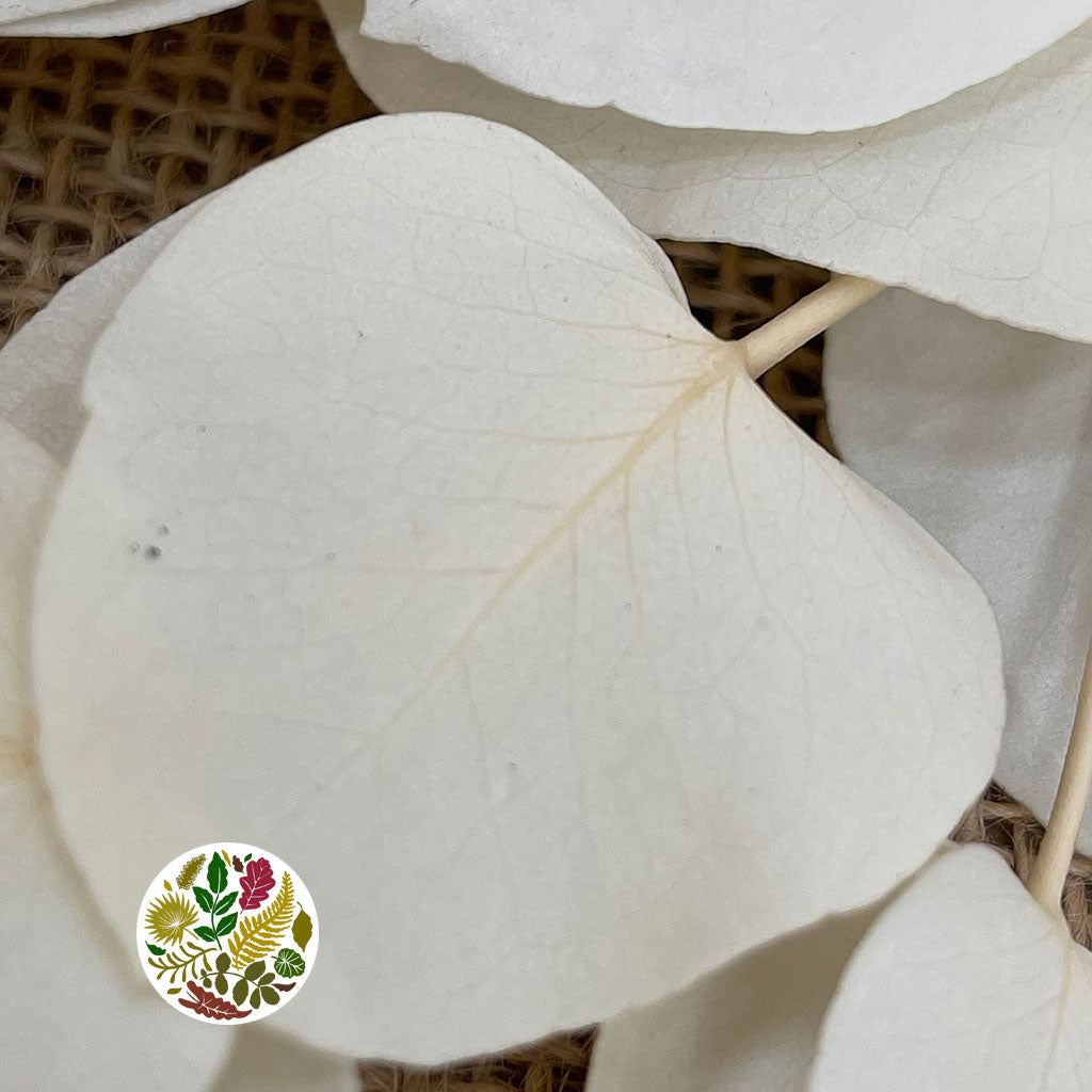 Eucalyptus &#39;Populus&#39; (Bleached) 70cm (x5)