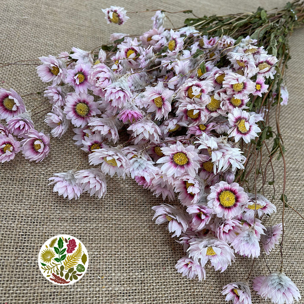 Acroclinium/Rhodante &#39;Flower&#39; (Pink) (DRY)
