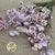Acroclinium 'Flower' (Pink) (DRY)