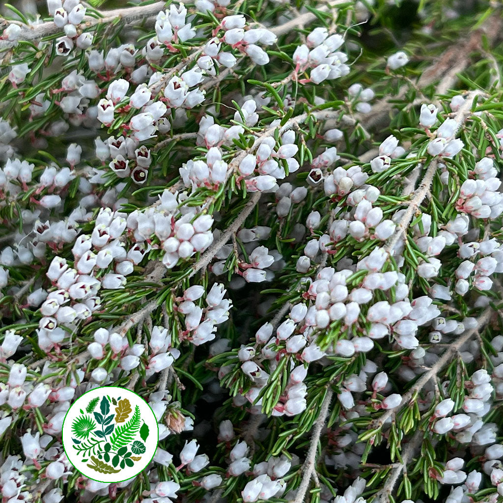 Heather (Erica) &#39;White&#39; 60cm Italian