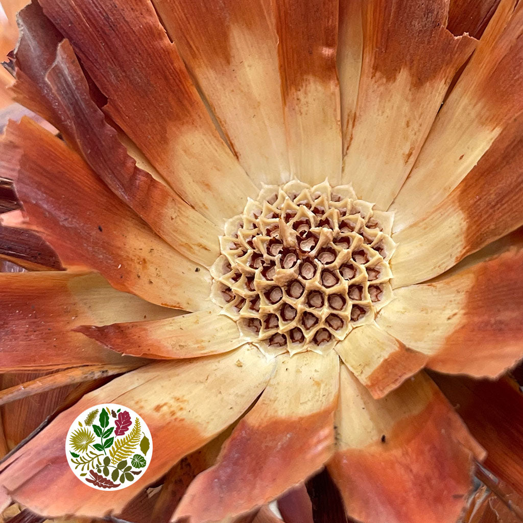 Protea &#39;Repens&#39; (Flat) (DRY) (Natural) (x5)