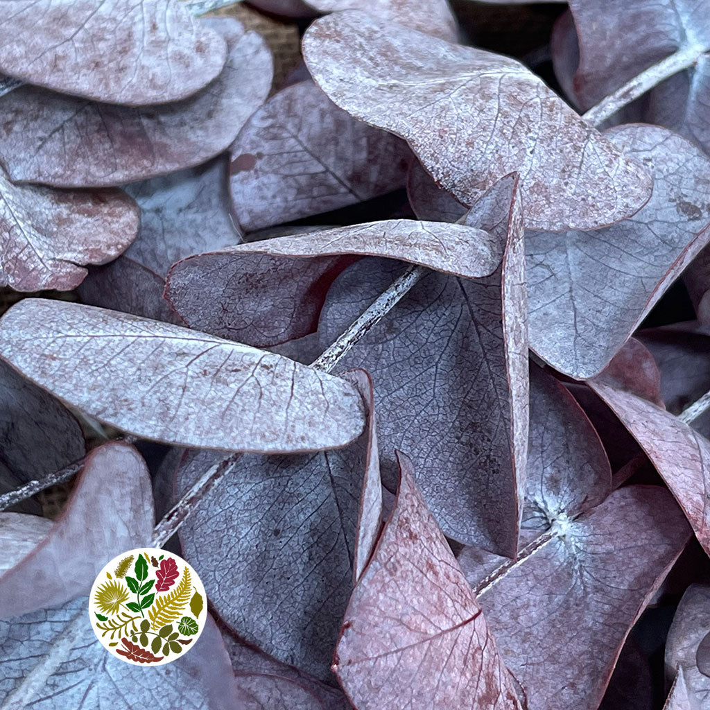 Eucalyptus 'Cineria' (Preserved) (Red) (DRY) (150g)