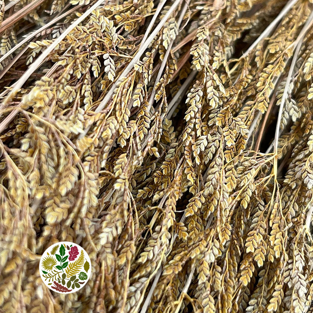 Grass &#39;Umbrella Heads&#39; (Natural) (DRY) (x10)