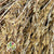 Grass 'Umbrella Heads' (Natural) (DRY) (x10)