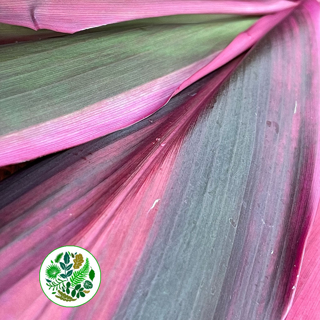 Cordyline Tips &#39;Red Top&#39; 55cm (x5)
