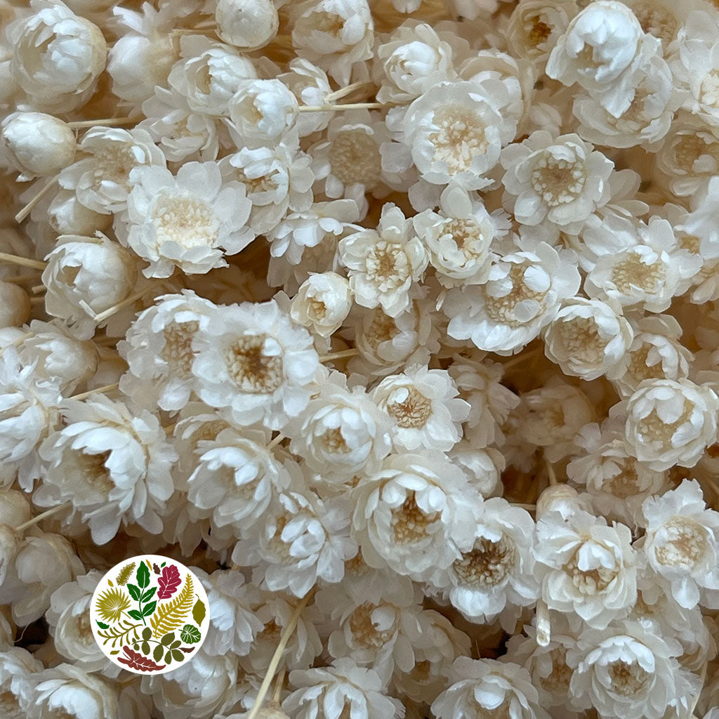 Glixia &#39;Flower&#39; (Bleached) (DRY) 45cm