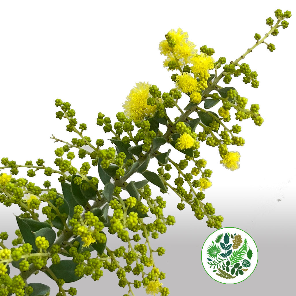 Mimosa 'St.Helena' (300g)