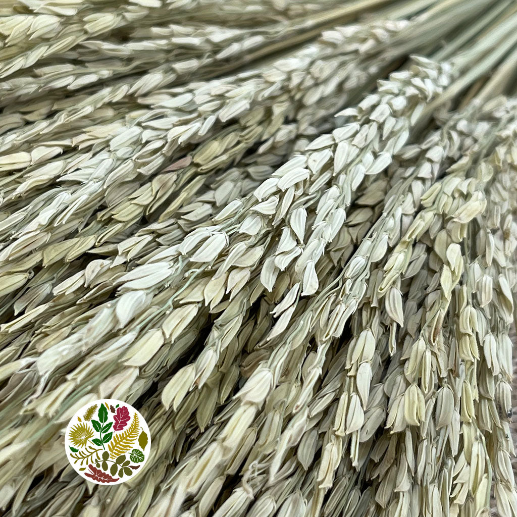 Rice Grass 'Oryza' (Natural) (DRY)