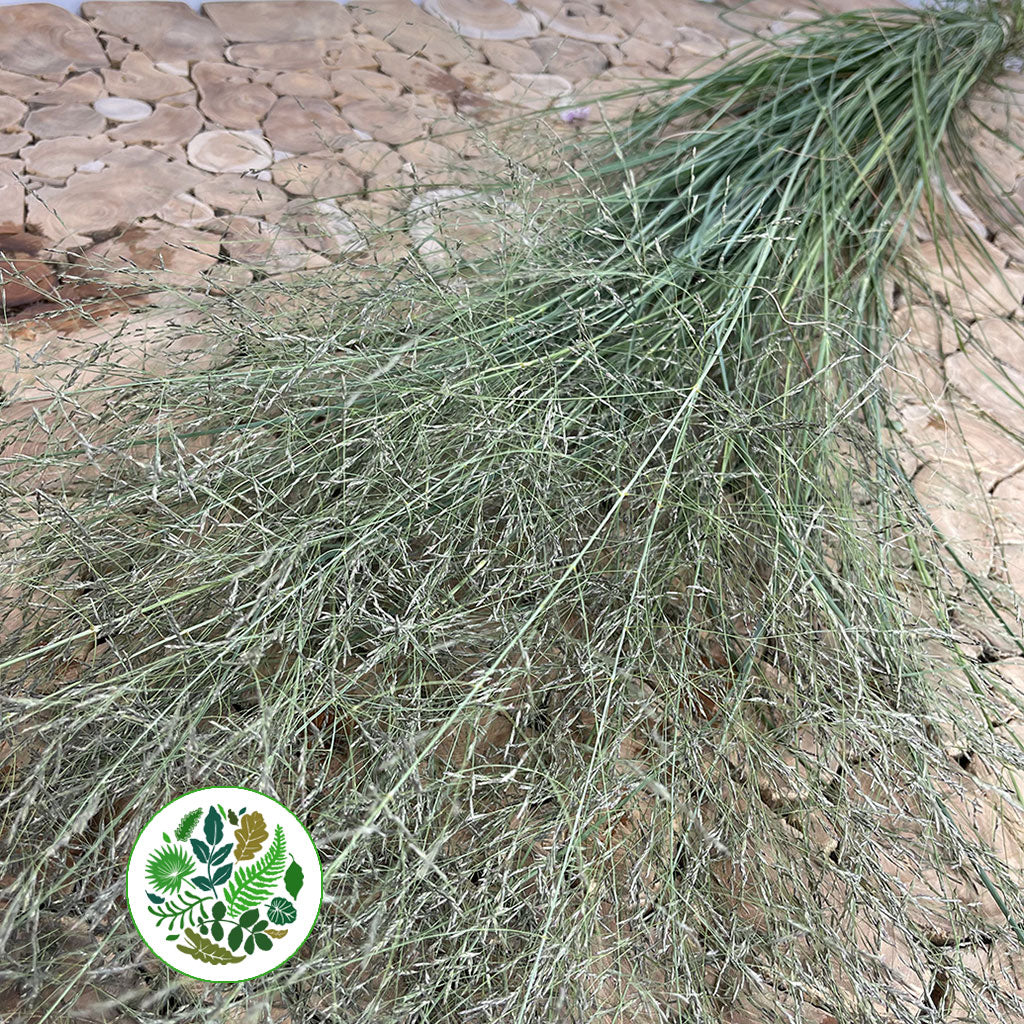 Grass &#39;Spray Grass&#39; Silver (Cultivated E) (x50)