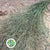 Grass 'Spray Grass' Silver (Cultivated E) (x50)