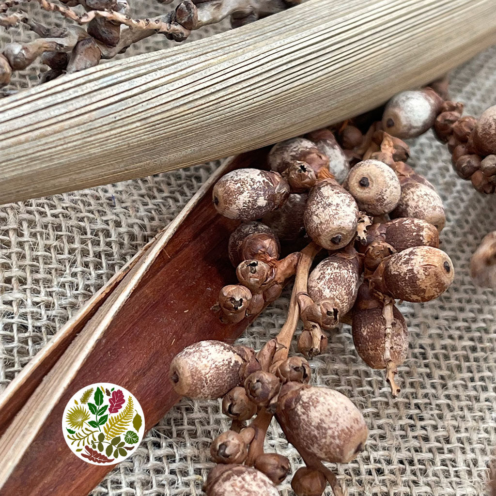 Coco 'Bahia and Flower' (DRY)