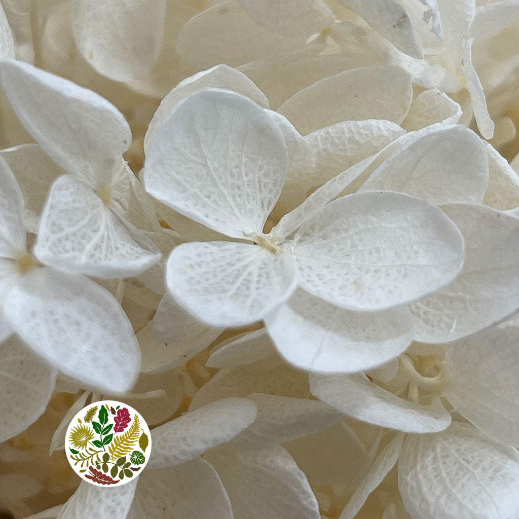 Hydrangea Flower (x2) (Bleached) (DRY)