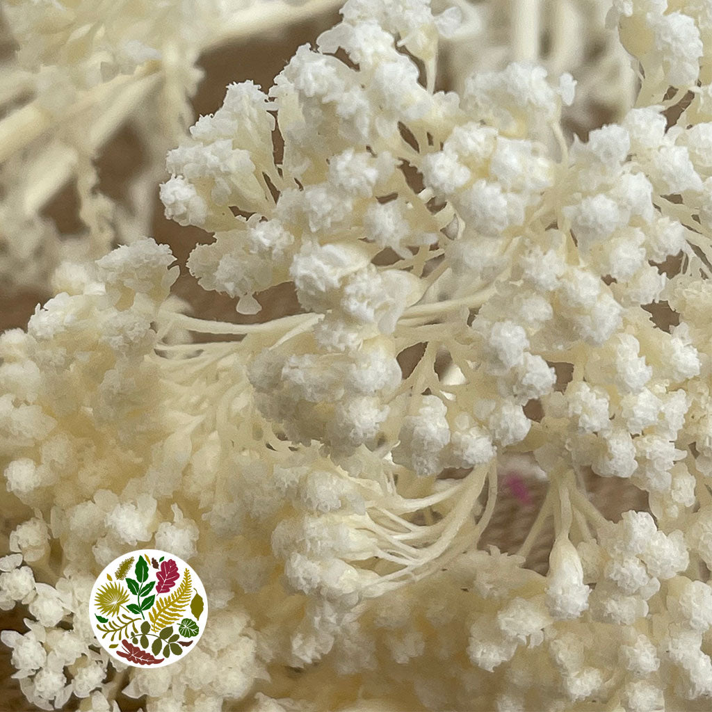 Achillea &#39;Parker&#39; (Bleached) (DRY)