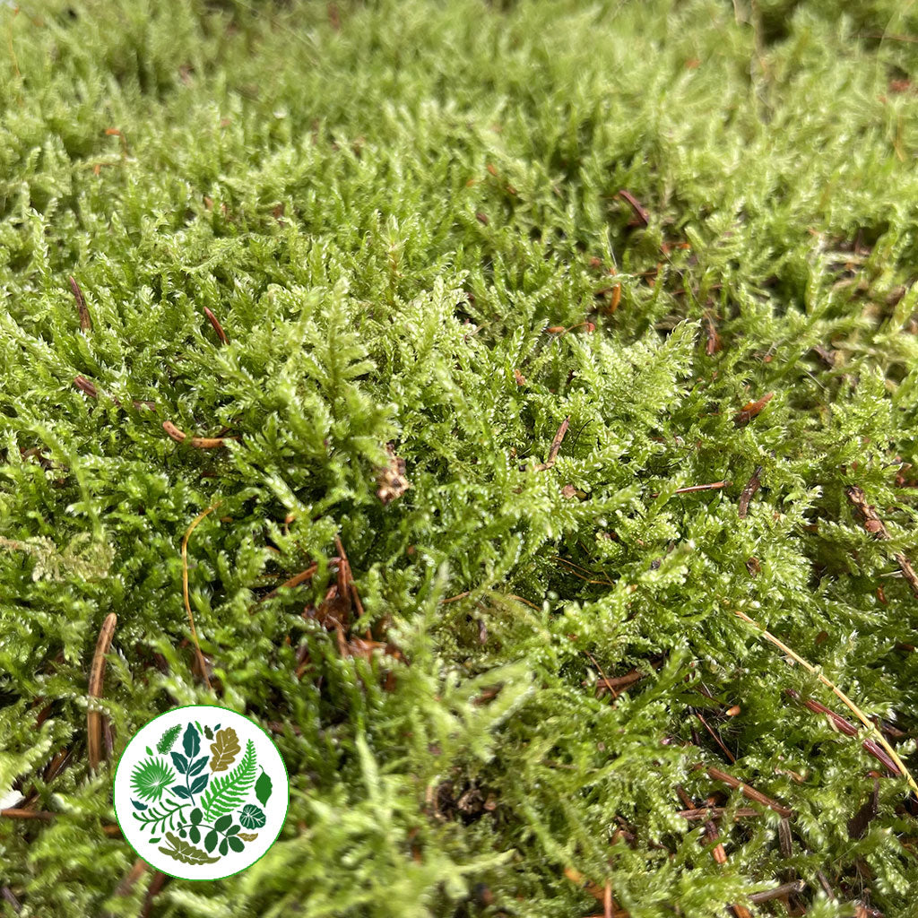 Moss 'Flat Moss' (Polystyrene Tray)