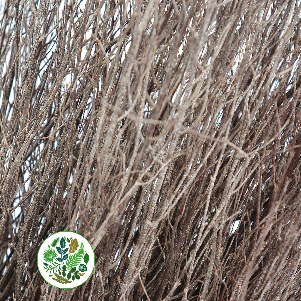 TALL TWIG &#39;Natural&#39; (7&#39; Bundle) (No Leaves)