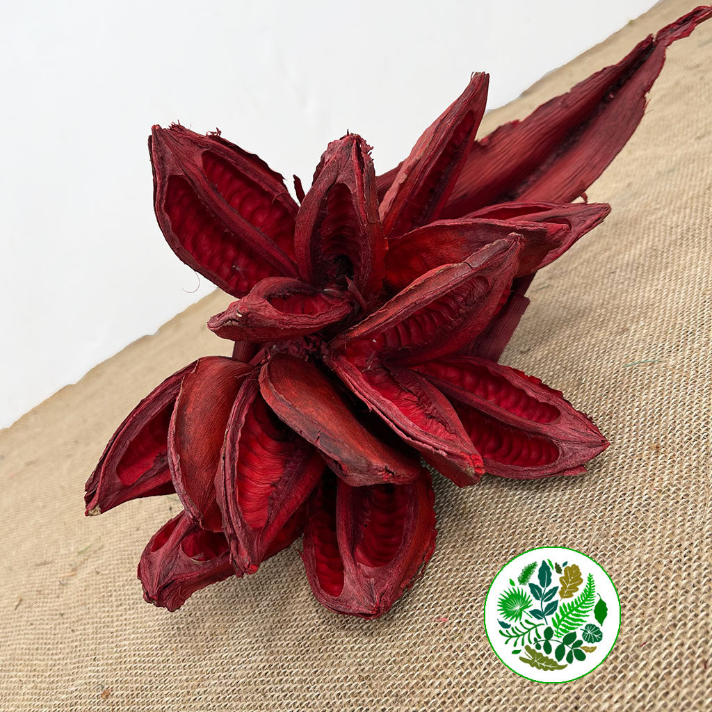 Sororoca Penca Flower DRY (Red)