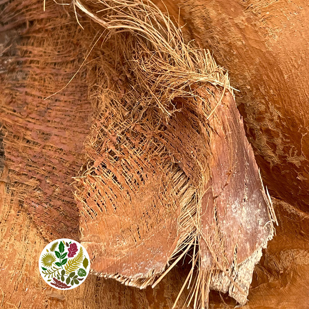 Palm 'Rind (Hard Bark) (Natural) (x10)