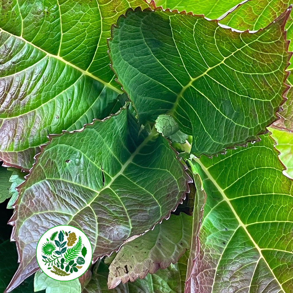 Hydrangea Foliage small bunch (English)