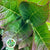 Hydrangea Foliage small bunch (English)