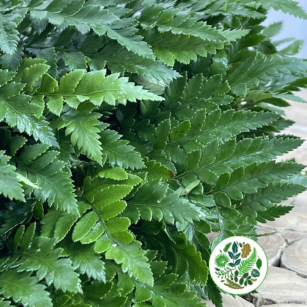 Fern &#39;Leather Leaf&#39;