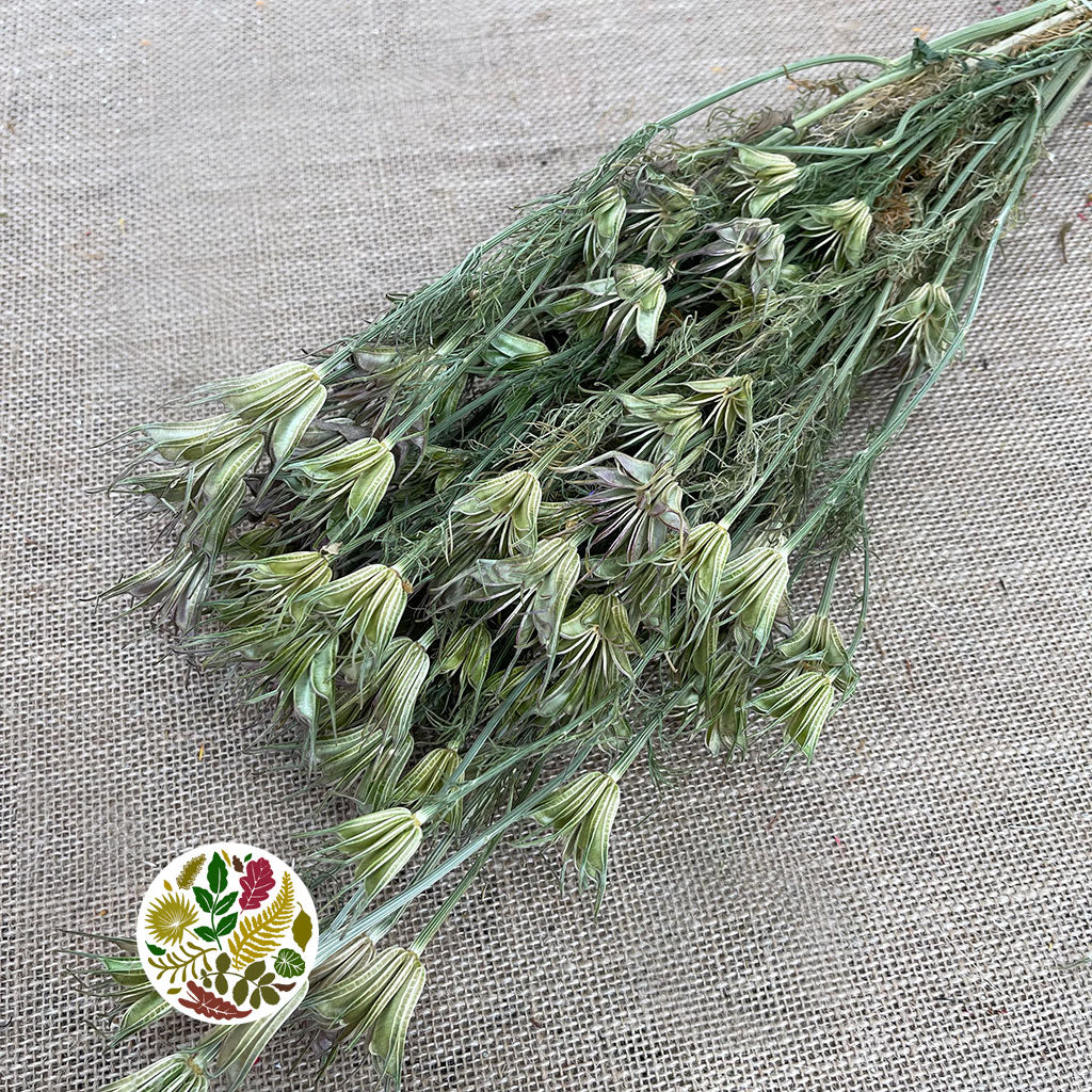 Nigella 'Orientalis' (DRY)