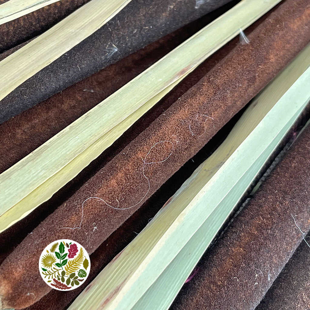 Grass &#39;Typha&#39; (Bull Rush) (DRY) (Natural) 110cm (x10)