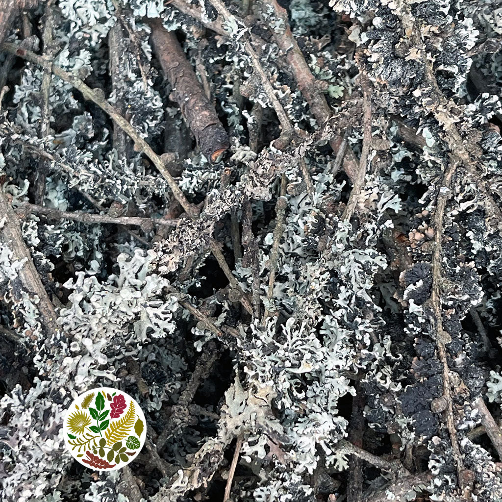 Lichen 'Twigs' Box of small pieces