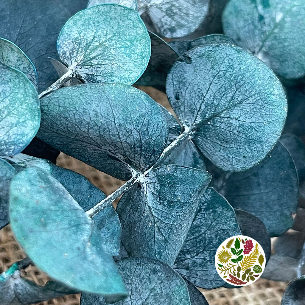Eucalyptus 'Baby Blue' (Preserved) (Green) (DRY)