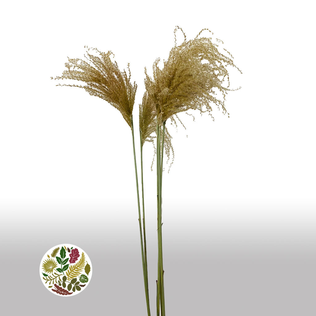 Grass &#39;Stipa&#39; (Natural) (DRY) (Various Sizes)