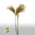 Grass 'Stipa' (Natural) (DRY) (Various Sizes)