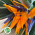 Strelitzia Flowers 1m (x10) Italian