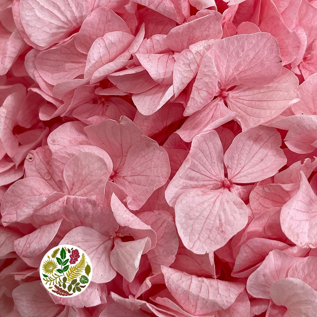 Hydrangea Flower (Pink-Baby Pink) Bleached DRY (Large single stem)