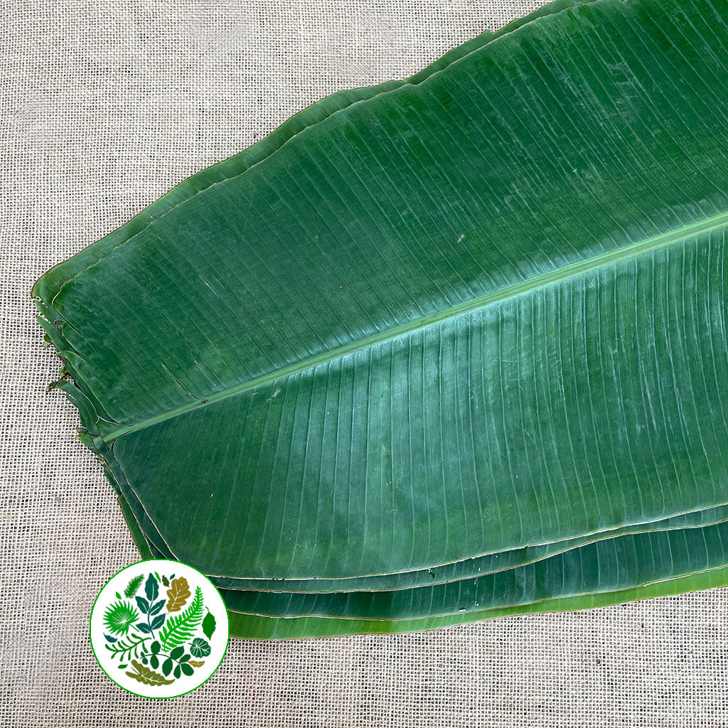 Banana 'Leaves' (Large) (x5)