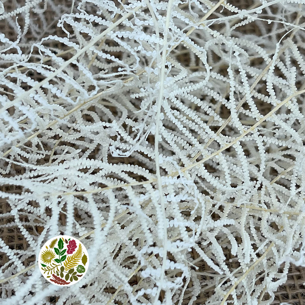 Fern 'Sea Star' (Bleached) (DRY)