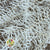 Fern 'Sea Star' (Bleached) (DRY)
