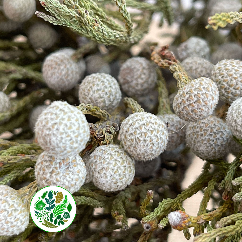 Berzelia 'Spray Brunia' 50cm (x10)