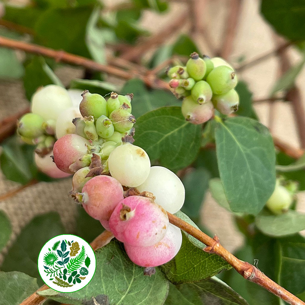 Snowberry &#39;Pink&#39; (250g)